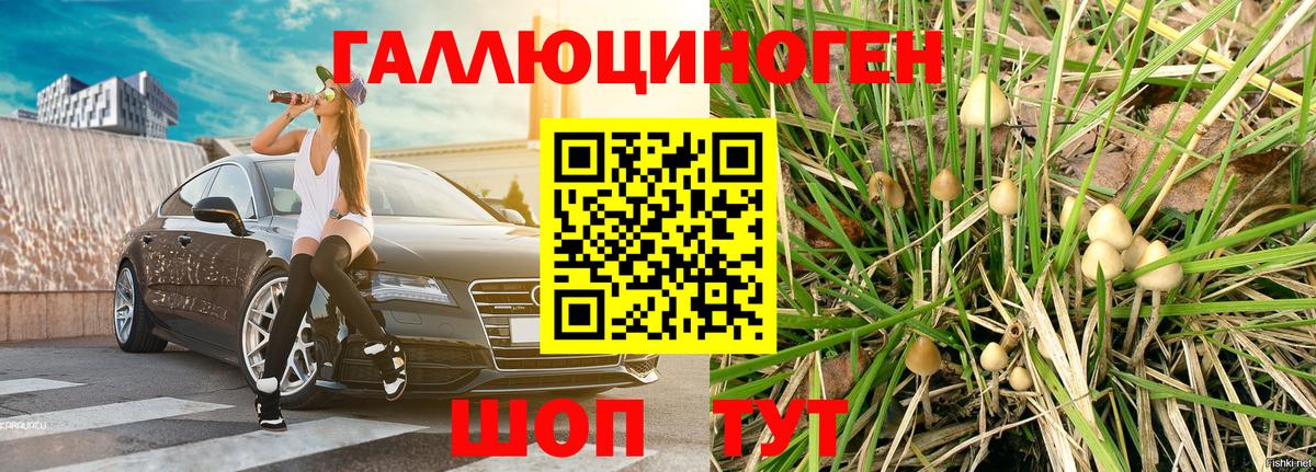 Псилоцибиновые грибы Psilocybine cubensis Советск